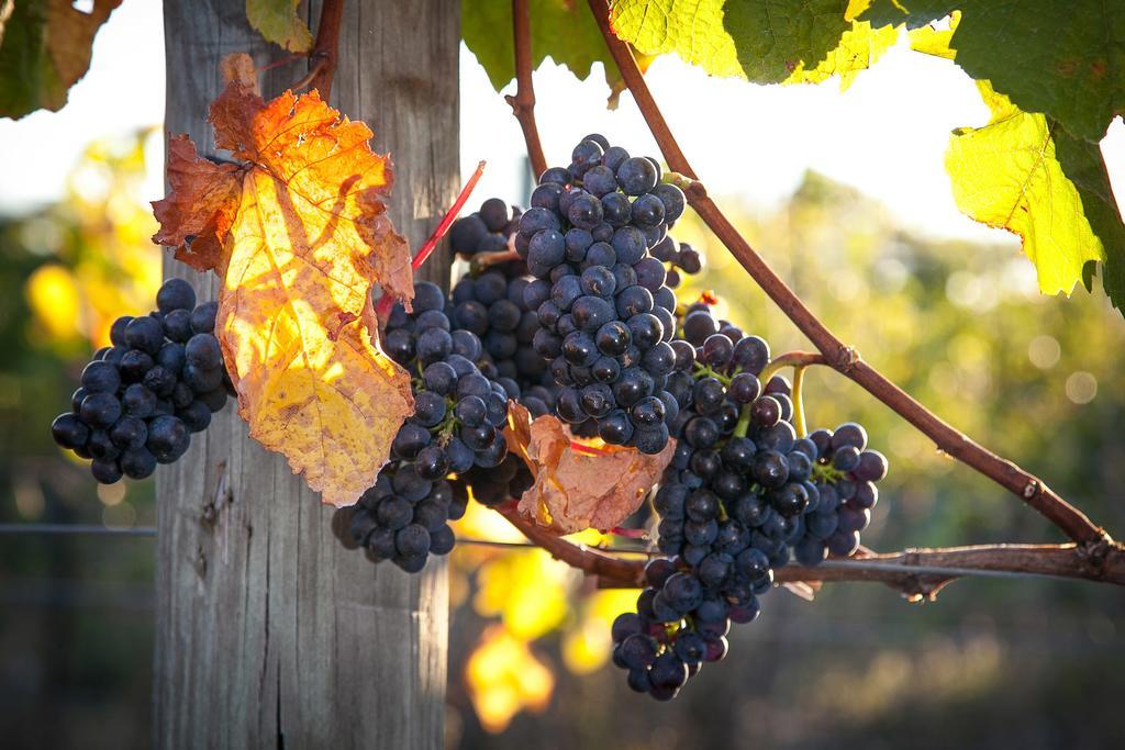 Straw Lodge Vineyard And Boutique Lodging Renwick Εξωτερικό φωτογραφία
