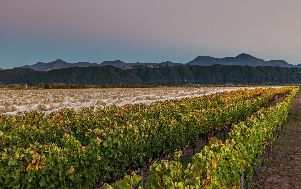 Straw Lodge Vineyard And Boutique Lodging Renwick Εξωτερικό φωτογραφία